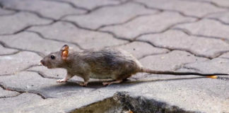 Hantavirus enfermedad que transmiten las ratas - Noticiero de Venezuela
