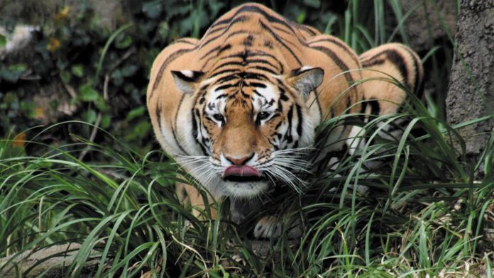 Tigre con Coronavirus - Noticiero de Venezuela