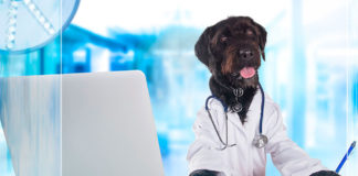Cómo los perros detectan el cáncer - NDV