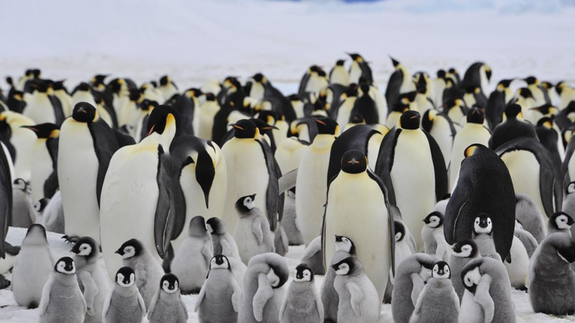Día mundial del Pingüino -  noticiero de venezuela 