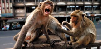 Monos roban muestras de Covid-19 - Noticiero de Venezuela