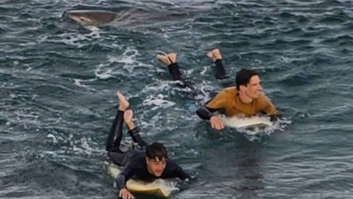 surfista sobrevive al ataque de un tiburón - Noticiero de Venezuela