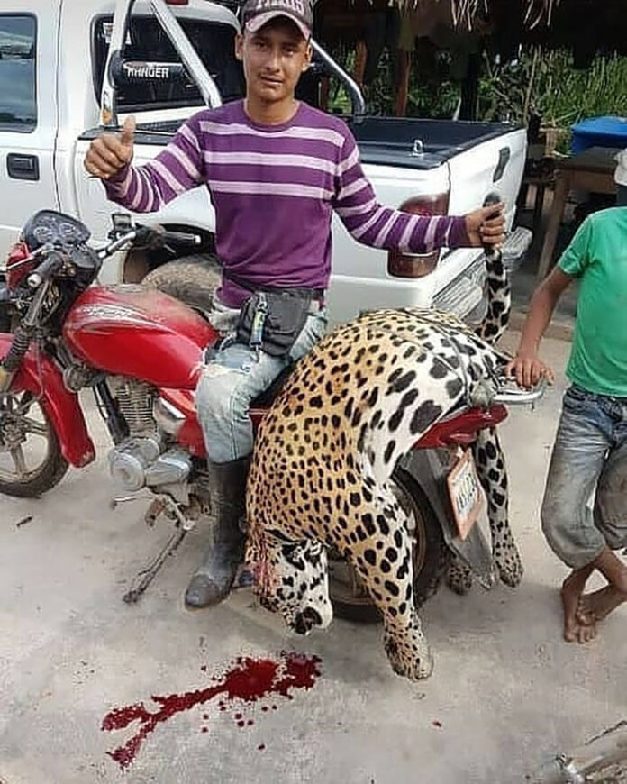 Sujeto asesinó a un jaguar en Barinas - Noticiero de Venezuela