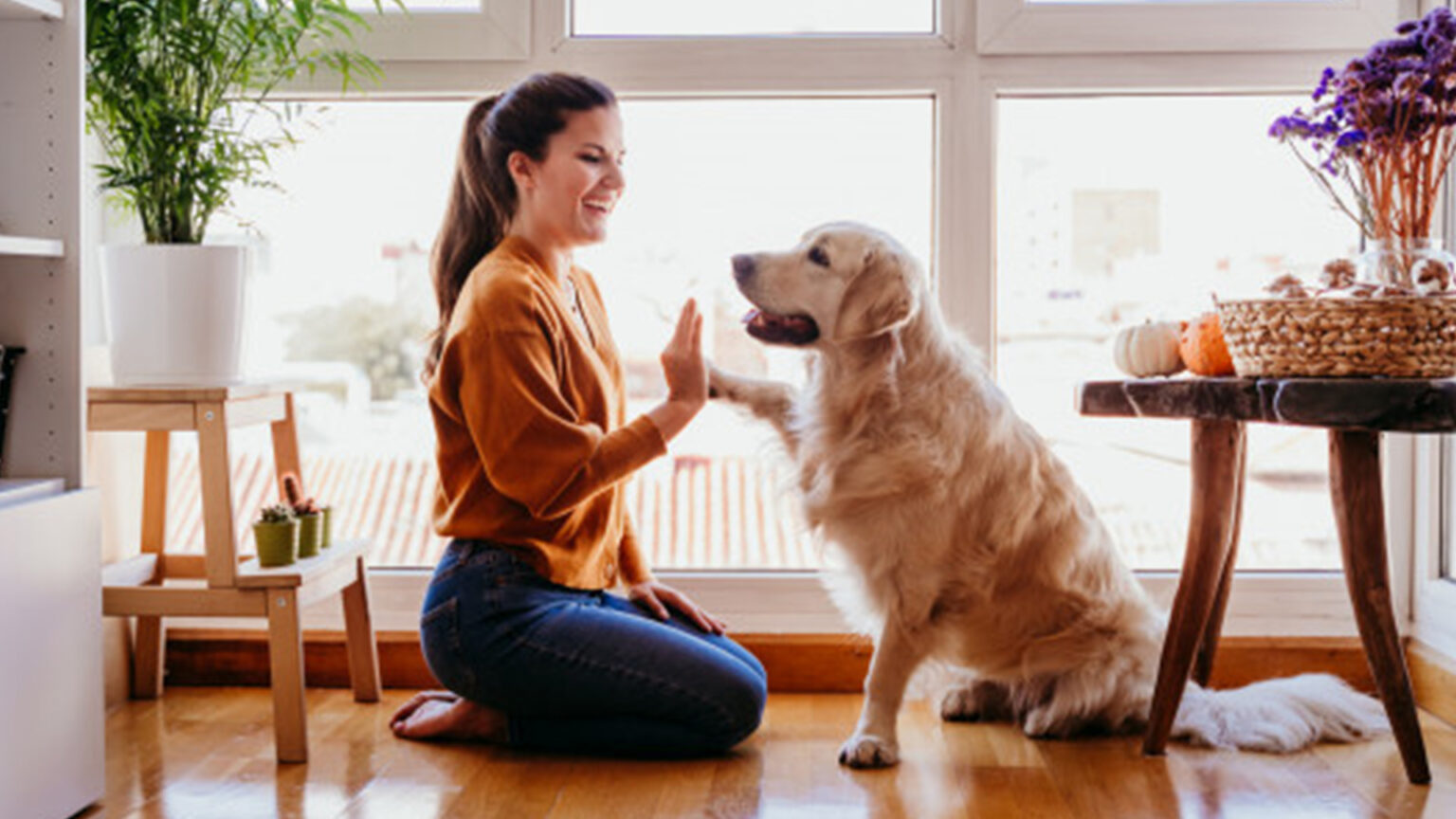 ¿Cómo Cuidar A Mi Mascota? Conoce Estos Consejos útiles - NDV