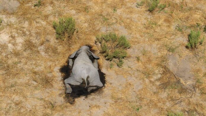 elefantes muertos en Botswana - Noticiero de Venezuela
