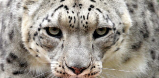 Leopardo de Arabia - NDV