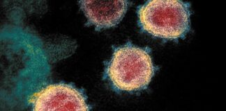 Nueva mutación del coronavirus - Noticiero de Venezuela