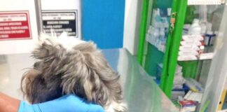 Venderán animales con microchip en Ecuador - NDV