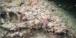 Científicos encontraron un arrecife en Australia - NDV