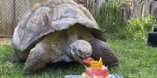 tortuga galápagos cumplió 54 años
