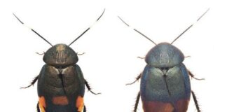 nuevas especies de cucaracha - NDV
