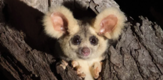 nuevas especies de marsupiales - NDV