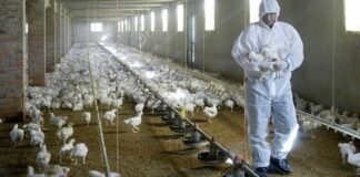 gripe aviar H10N3 en humanos