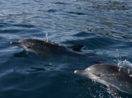 los delfines en las costas venezolanas