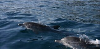 los delfines en las costas venezolanas