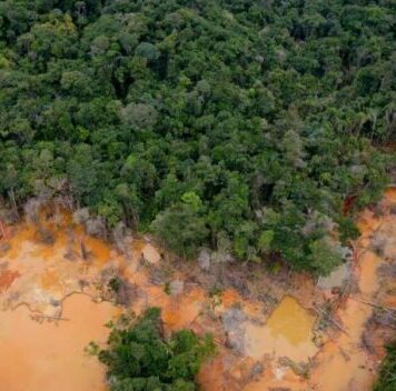 bosques en la Amazonia