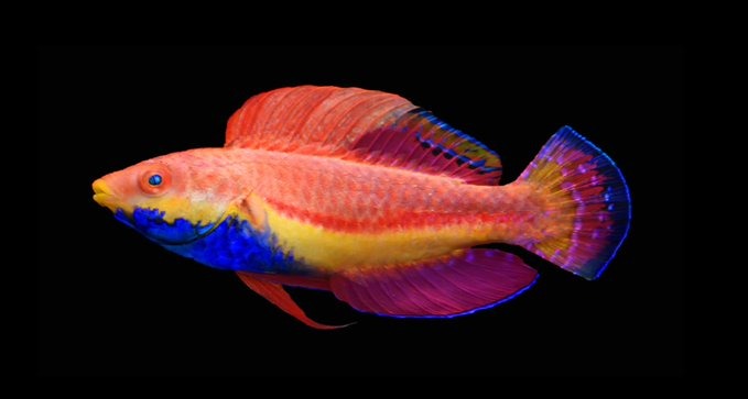 pez arcoiris-NDV