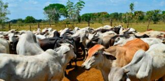 Guerra en Ucrania afecta producción ganadera en Venezuela-NDV