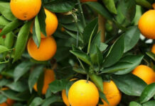Cultivos de naranja