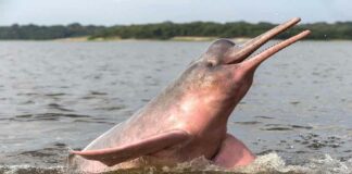 Delfines rosados o toninas-NDV