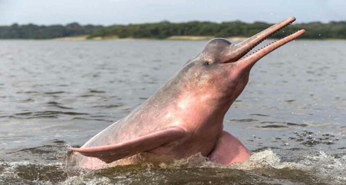 Delfines rosados o toninas-NDV