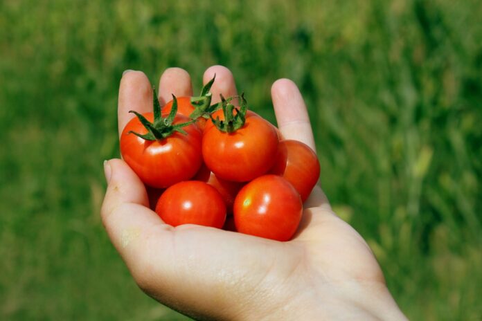 Cómo sembrar tomates cherry-NDV
