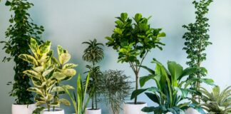 Plantas que puedes tener dentro de casa-NDV