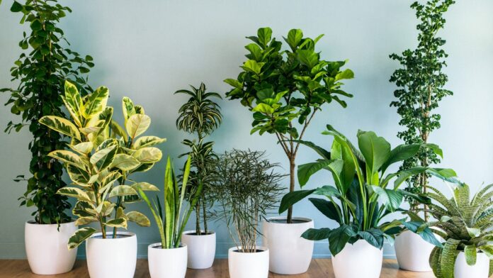 ¡entérate Plantas Que Puedes Tener Dentro De Casa