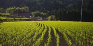 Fedeagro producción nacional arroz