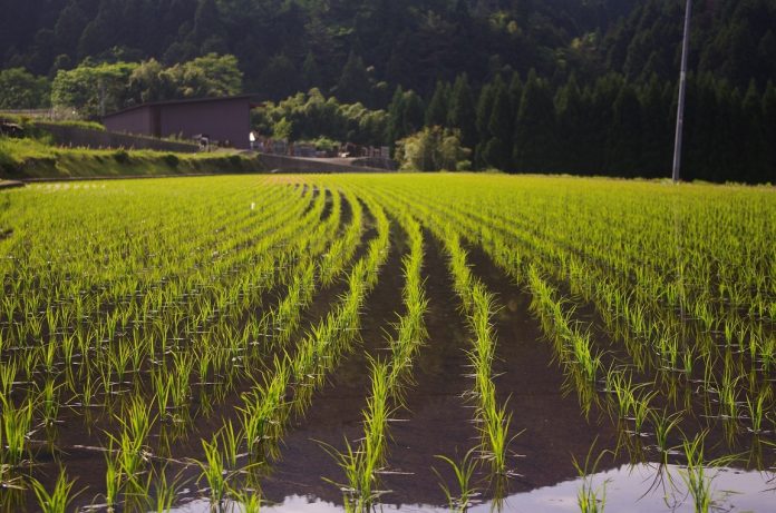 Fedeagro producción nacional arroz
