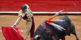 Cancelan corridas de toro en el estado Lara-NDV
