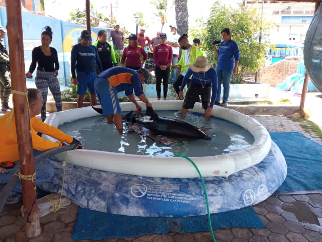 Rescatado delfín en Margarita-ndv