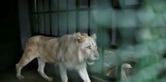leones blancos zoológico de Caricuao
