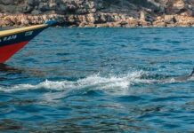 delfines en costas de Anzóatrgui-ndv