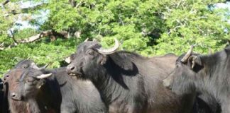 búfalos robados Cojedes