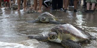Tortugas marinas mueren apuñaladas