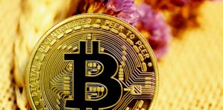 Sector cripto bitcoin - ndv