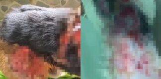 adolescente roció con aceite caliente a mascotas-ndv