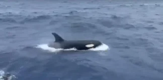 ballenas orcas en La Guaira