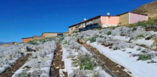Cultivos congelados en Trujillo-ndv