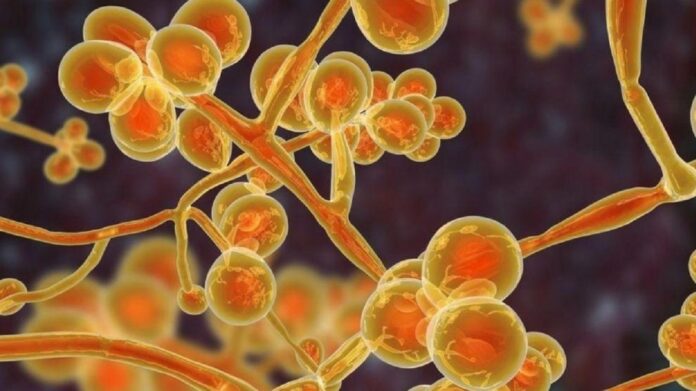 Candida auris