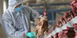 Caso de gripe aviar en China