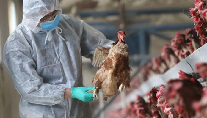Caso de gripe aviar en China