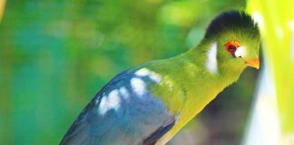 Ave Turaco - Noticiero de Venezuela