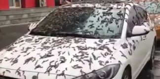 lluvia de gusanos en China