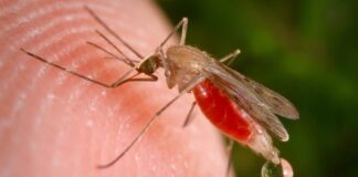 cerco epidemiológico contra la malaria en Venezuela-NDV