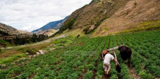 campesinos de Mérida transportar sus cosechas
