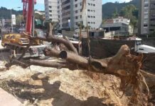 alcaldía El Hatillo tala samán-NDV