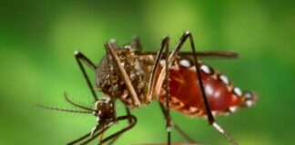 calor y el mosquito chikungunya