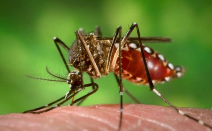 calor y el mosquito chikungunya